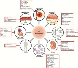 The New Biology of Diabetic Kidney Disease— Mechanisms and Therapeutic ...
